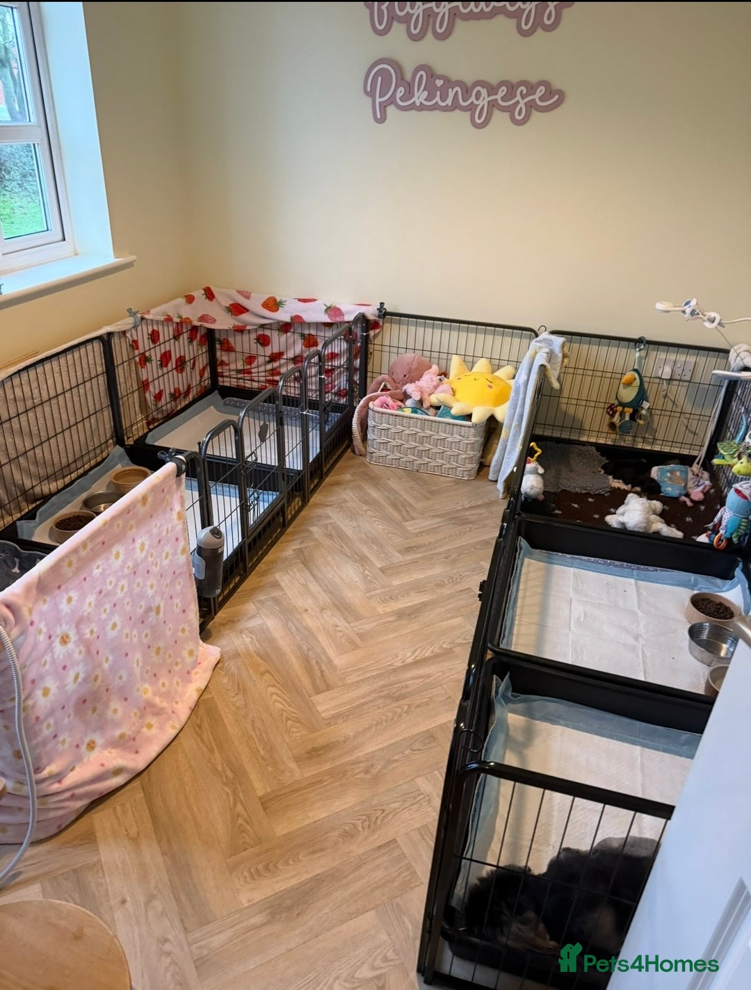 Pekingese dogs for sale: Biggiwigs Pekingese Puppy Availability - Advert 4