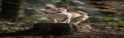 Mixed Breed dogs for sale: Beautiful healthy chiapoo's - Advert 13