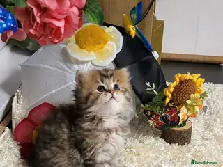 British Longhair cats British Longhair and Shorthair. Pure white & tabby - Advert 11