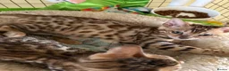 Bengal cats for sale: Bengal 🩷 Female Kitten 🐾 TICA Health Tested - Advert 6