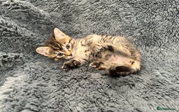 Mixed Breed cats for sale: 7 friendly kittens looking for forever homes - Image 4