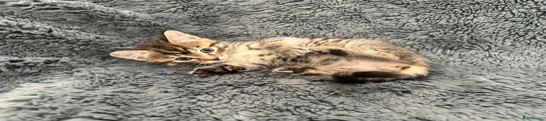 Female tabby 1