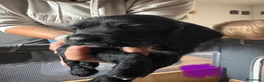 Sprocker 4