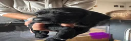 Sprocker dogs for sale: Sprocker Puppies for sale - Advert 4