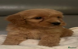 Cockapoo dogs for sale: 5 beautiful F1 cockerpoos  - Image 6
