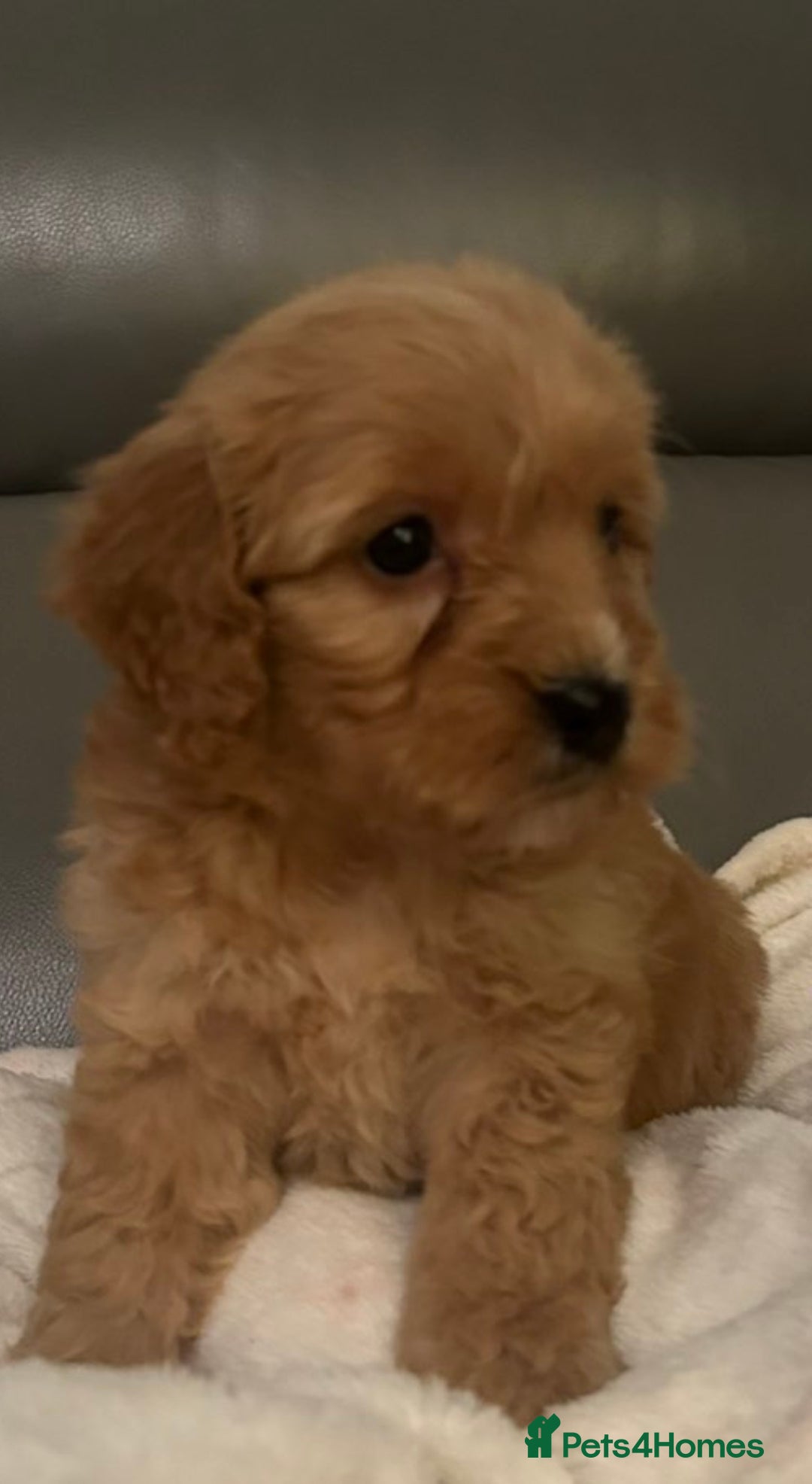 Cockapoo dogs for sale: 5 beautiful F1 cockerpoos  - Image 6
