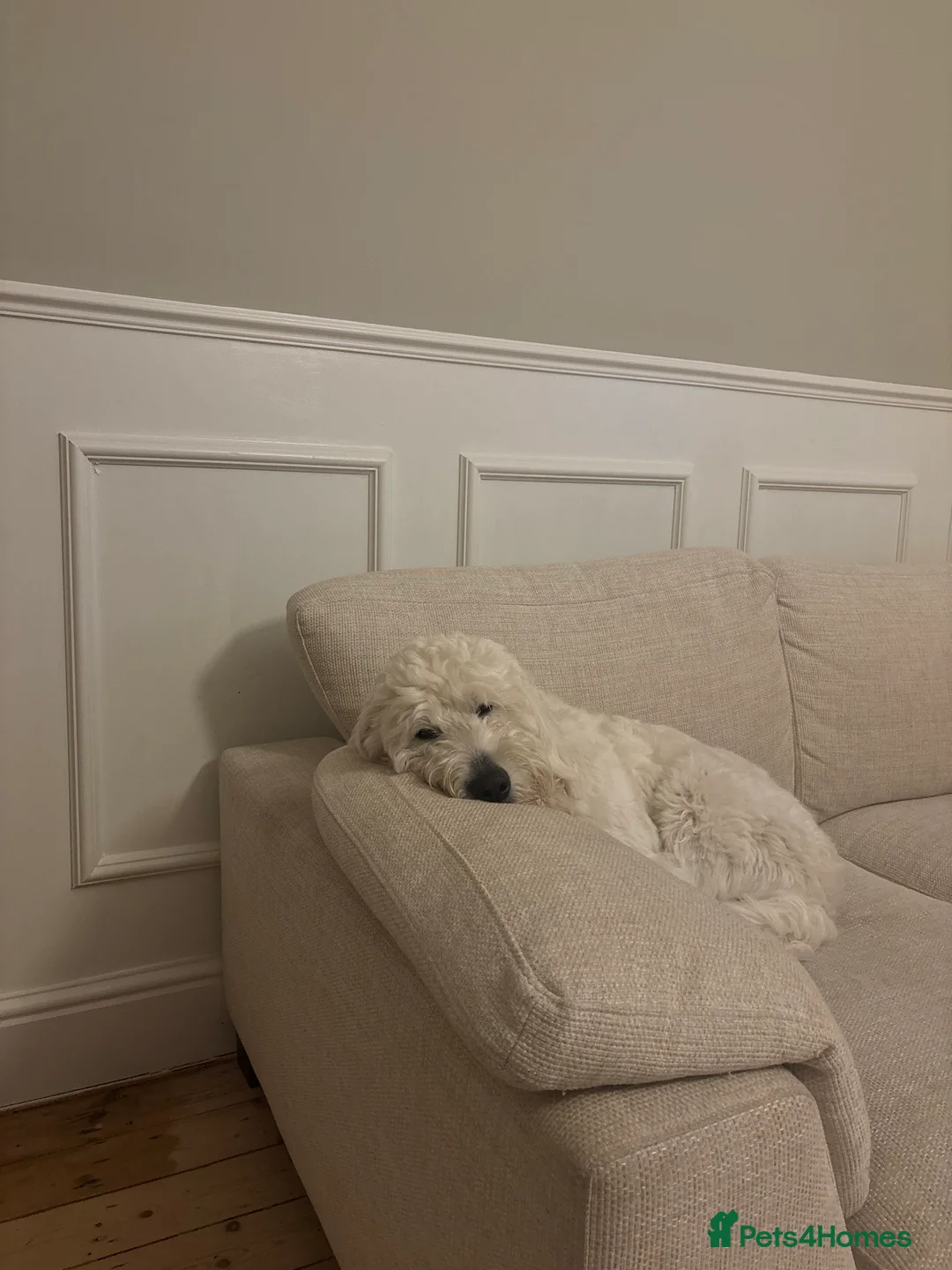 Goldendoodle dogs for sale: 1 year old Goldendoodle -  Wolfie - Advert 5