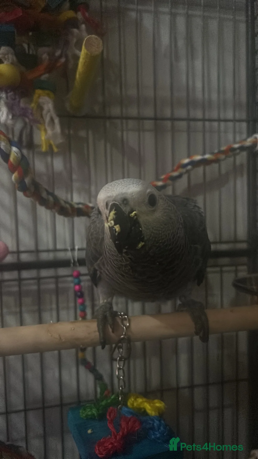 Parrots birds for sale: African gray in Harrogate - Advert 2