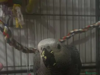 Parrots birds African gray (SOLD) - Advert 2