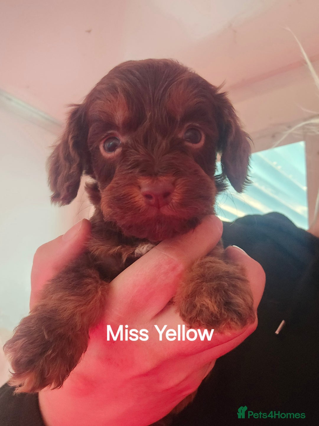 Cockapoo dogs for sale: 7 extreme quality cockapoo pups - Advert 4