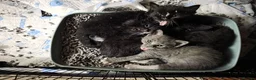 Mixed Breed cats for sale: Kitten  in Enfield - Advert 3