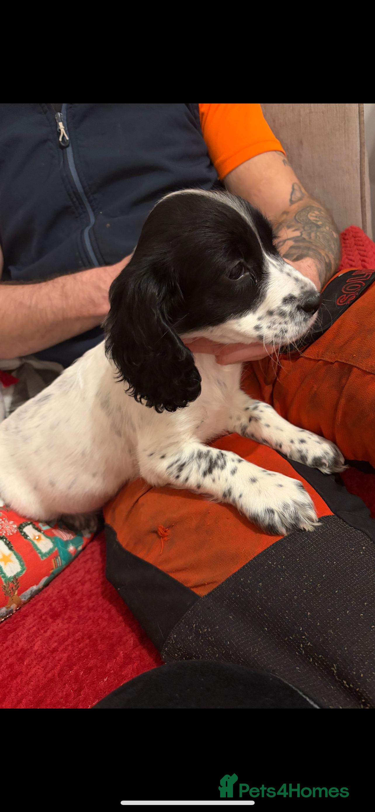 Cocker Spaniel dogs Cocker spaniel puppies - Advert 3