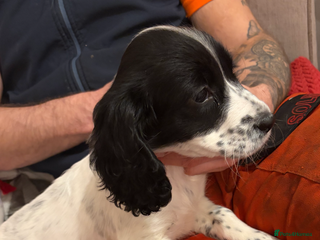 Cocker Spaniel dogs Cocker spaniel puppies - Advert 3