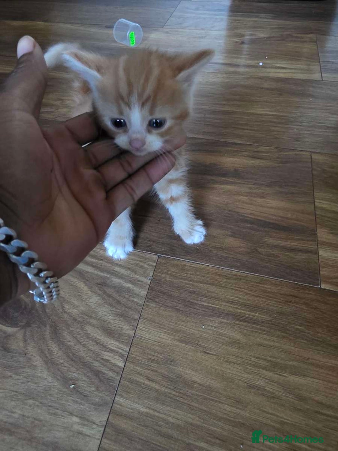 Mixed Breed cats for sale: Ginger kittens 4 left - Image 5