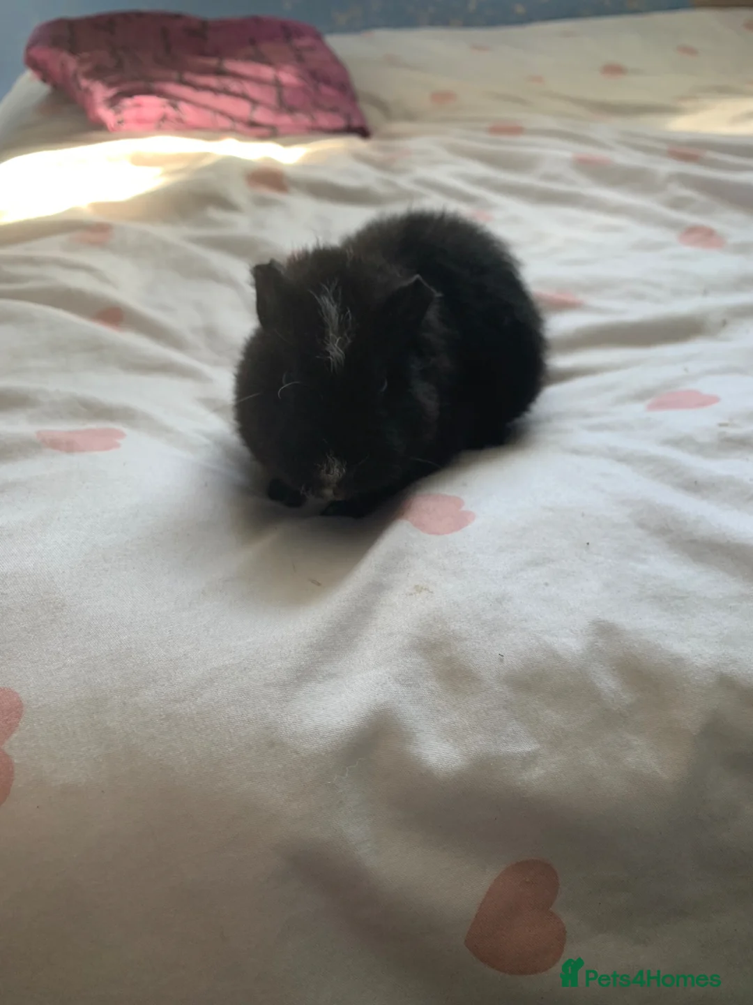 Guinea Pig rodents for sale: Baby 11 week old male Guinea pig - Advert 5