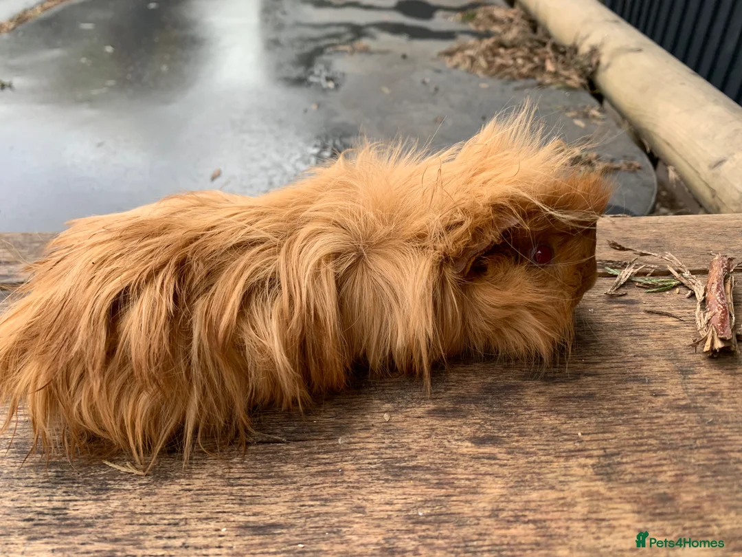 Guinea Pig rodents for sale: Male Guinea pigs - Advert 1