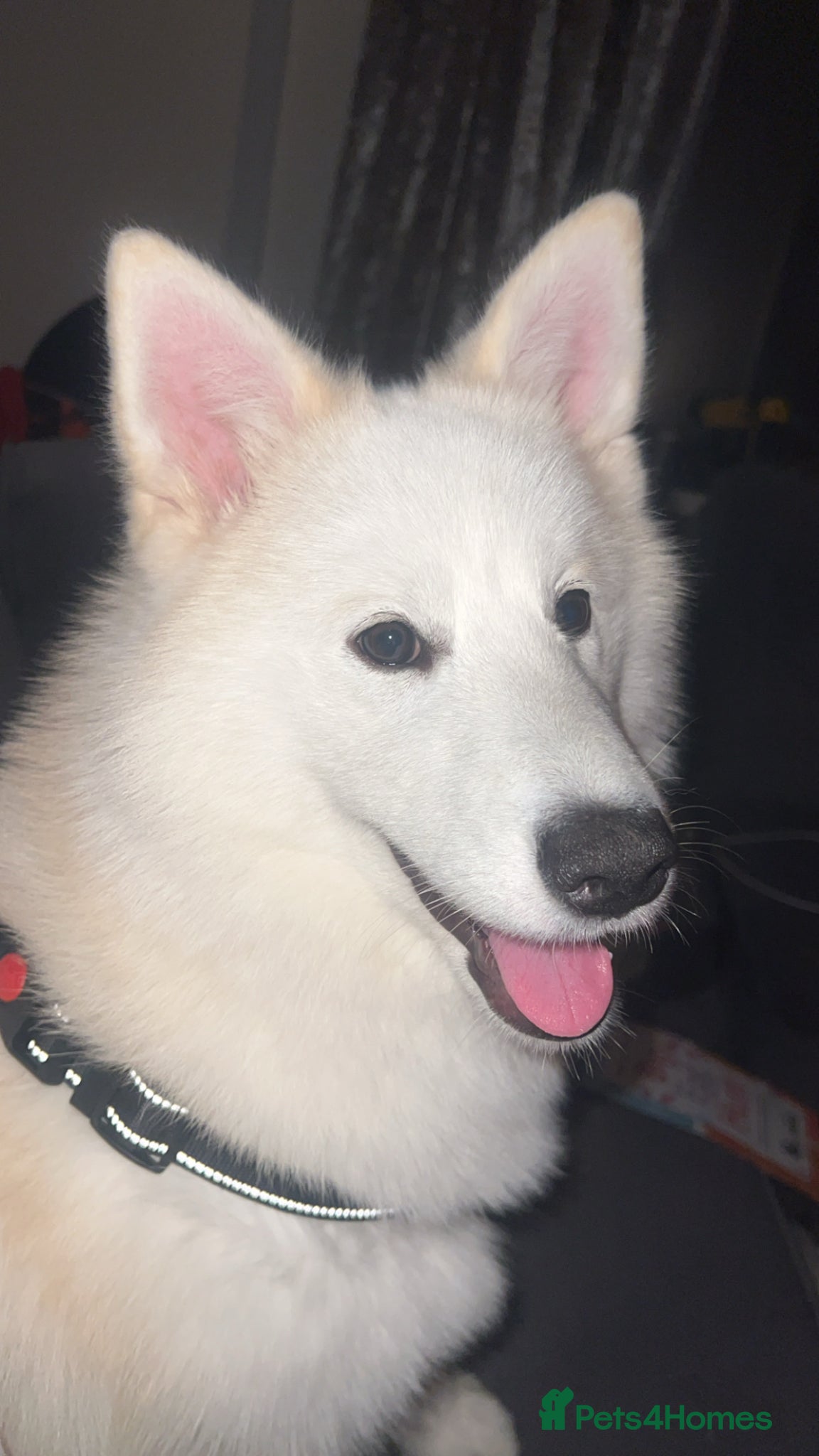 Pomsky dogs for sale: 8 month female pomski  - Advert 6