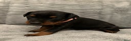 Dobermann dogs for sale: Amazing Dobermann puppies.  - Advert 17