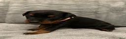 Dobermann dogs for sale: Amazing Dobermann puppies.  - Advert 17
