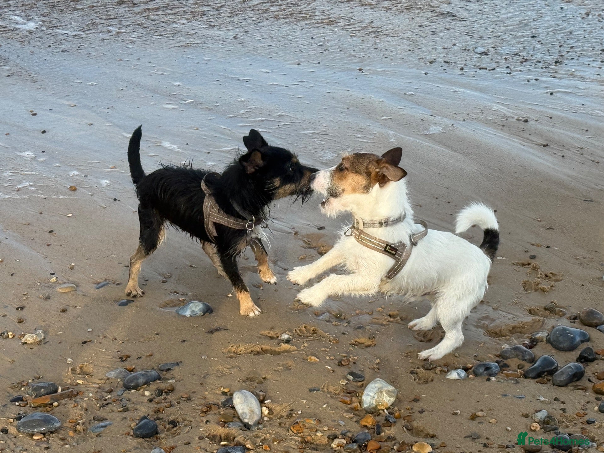 Jack Russell dogs 2 wired haired Jack Russels - Advert 1