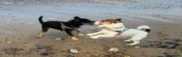 Jack Russell dogs for sale: 2 wired haired Jack Russels - Advert 1