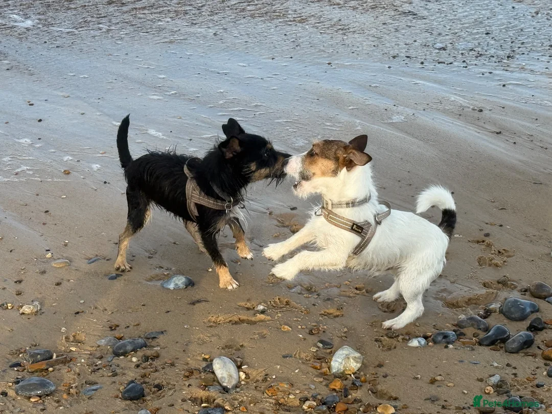 Jack Russell dogs for sale: 2 wired haired Jack Russels - Advert 1