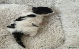 Mixed Breed cats for sale: Seven Tiny Adventures Waiting for Their Families - Advert 12