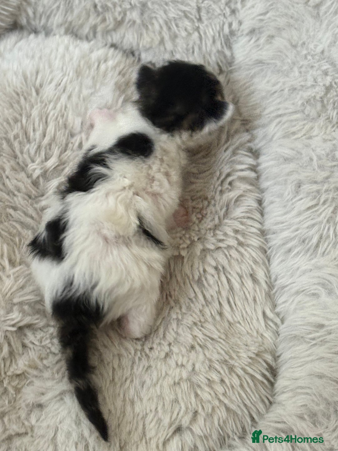 Mixed Breed cats for sale: Seven Tiny Adventures Waiting for Their Families - Advert 12