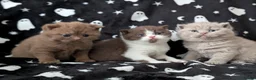 British Shorthair cats for sale: British shorthair kittens  - Advert 6