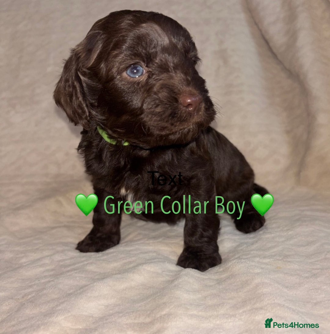 Cavapoo dogs for sale: 🐶 F1 CAVAPOO PUPPIES HEALTH TESTED PARENTS 🐶 - Advert 39