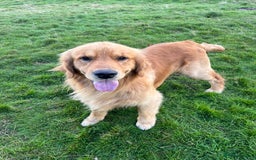 Golden Retriever dogs for stud: Stunning American line golden retriever stud dog  - Image 1