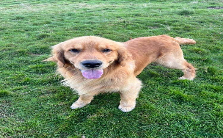Golden Retriever dogs - Advert 1