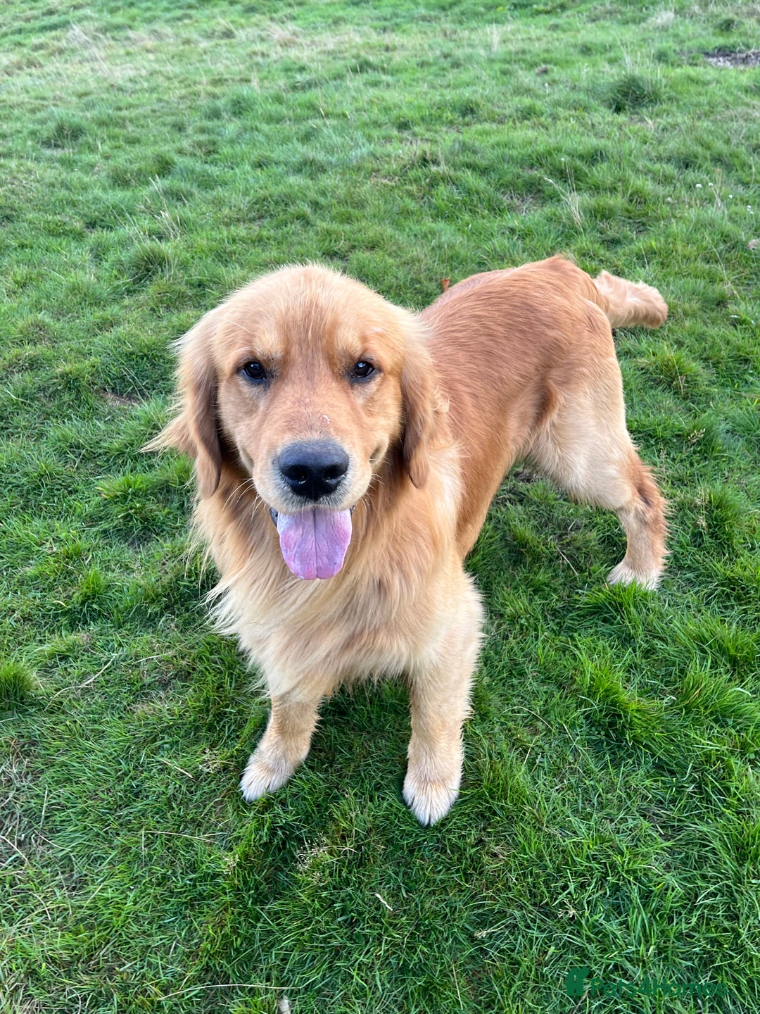 Golden Retriever dogs for stud: Stunning American line golden retriever stud dog  - Image 1