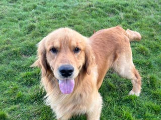 Golden Retriever dogs Stunning American line Golden Retriever stud dog - Advert 6