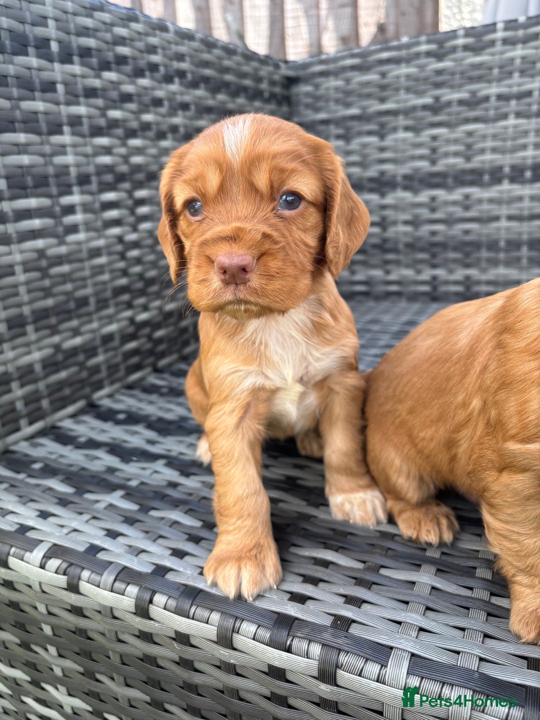 Cocker Spaniel dogs for sale: Gorgeous red cocker spaniels puppies  - Image 24