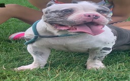 American Bully dogs for sale: 8   day old pocket bully pups  - Image 3