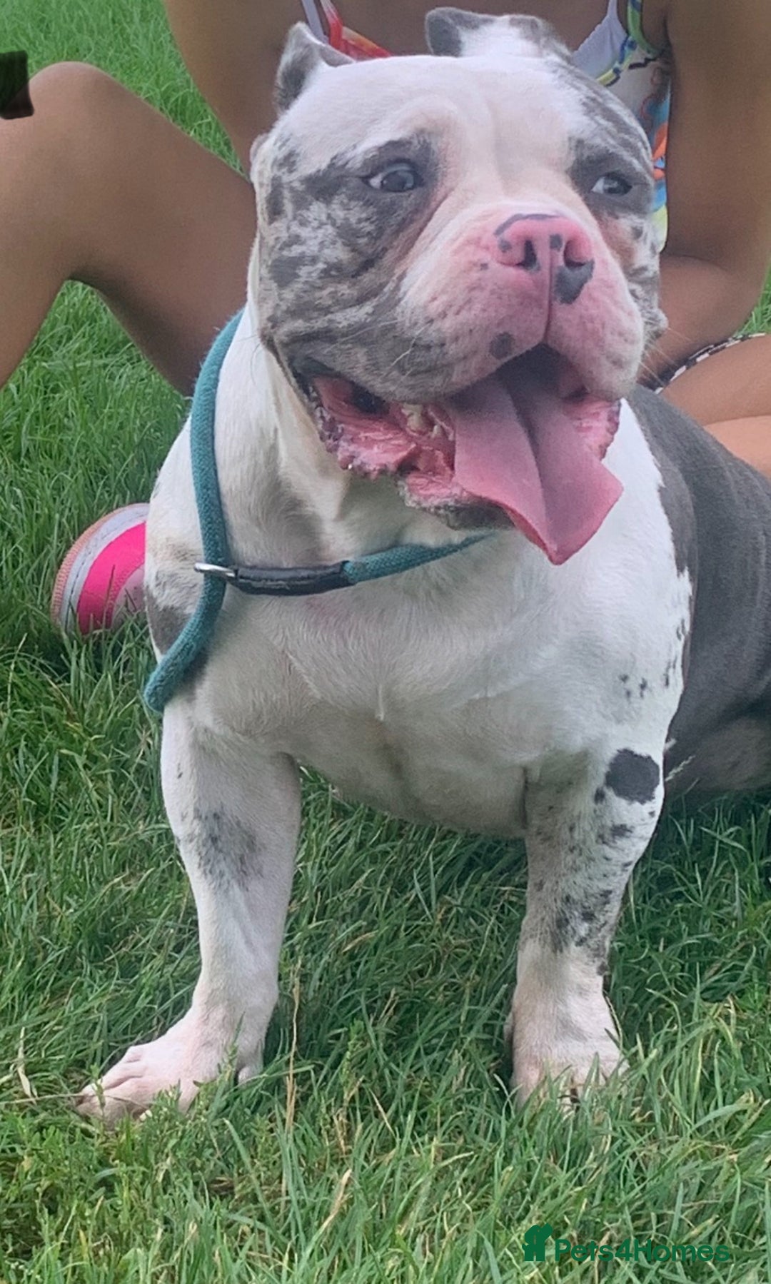 American Bully dogs for sale: 8   day old pocket bully pups  - Image 3