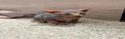 Sphynx cats for sale: Stunning litter of Sphynx kittens (hairless & fur) - Advert 16