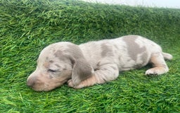 Miniature Dachshund dogs for sale: STUNNING KC REG MINIATURE DAPPLE DACHSHUNDS  - Image 7