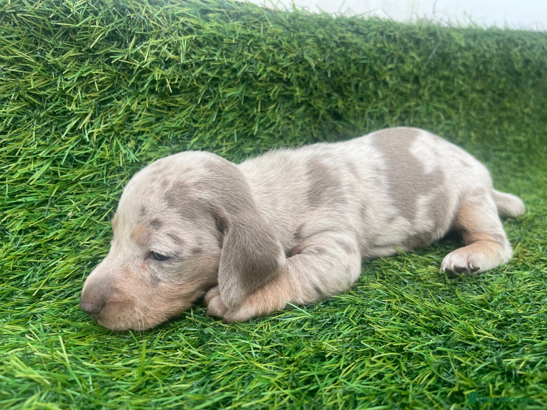 Miniature Dachshund dogs for sale: STUNNING KC REG MINIATURE DAPPLE DACHSHUNDS  - Image 7