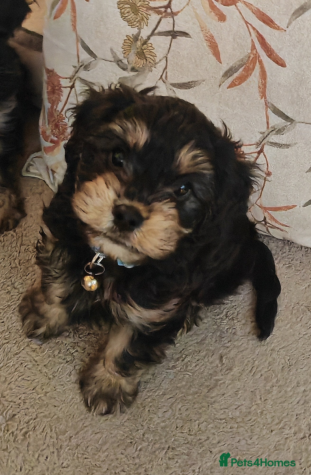 Cavapoo dogs 🐾 Beautiful F1 Cavapoo Puppy (Male) –  - Advert 3