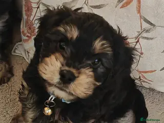 Cavapoo dogs 🐾 Beautiful F1 Cavapoo Puppy (Male) – - Advert 5