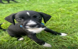 Mixed Breed dogs for sale: Pattendales cross ready now 🩷 - Image 5