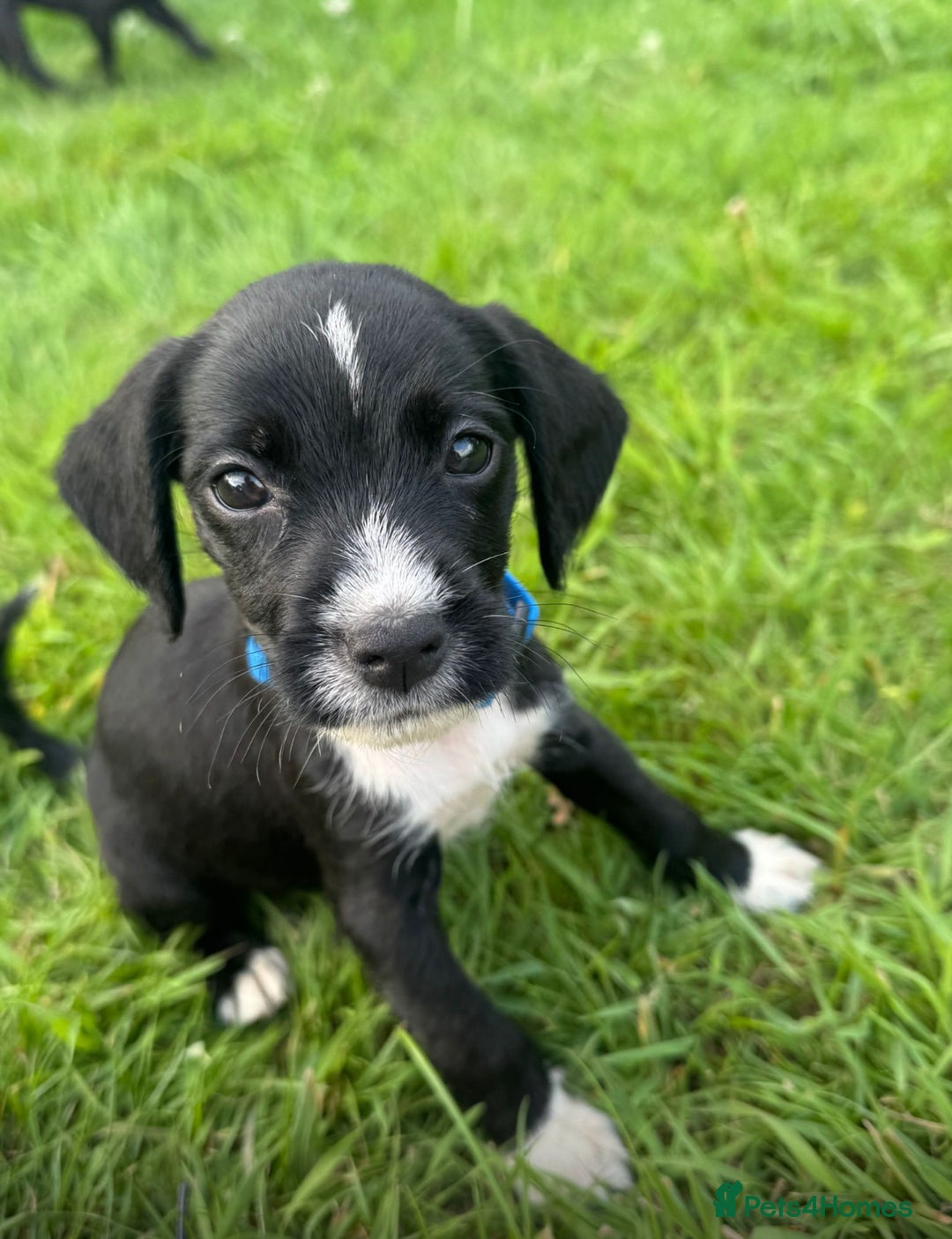 Mixed Breed dogs for sale: Pattendales cross ready now 🩷 - Image 5