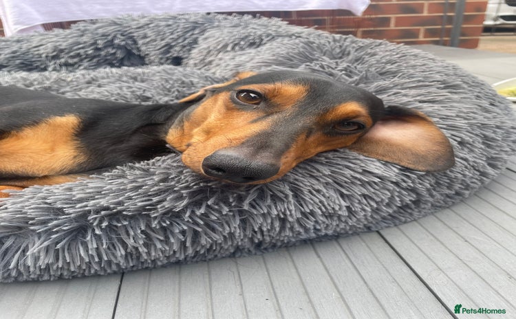 Dachshund dogs - Advert 1
