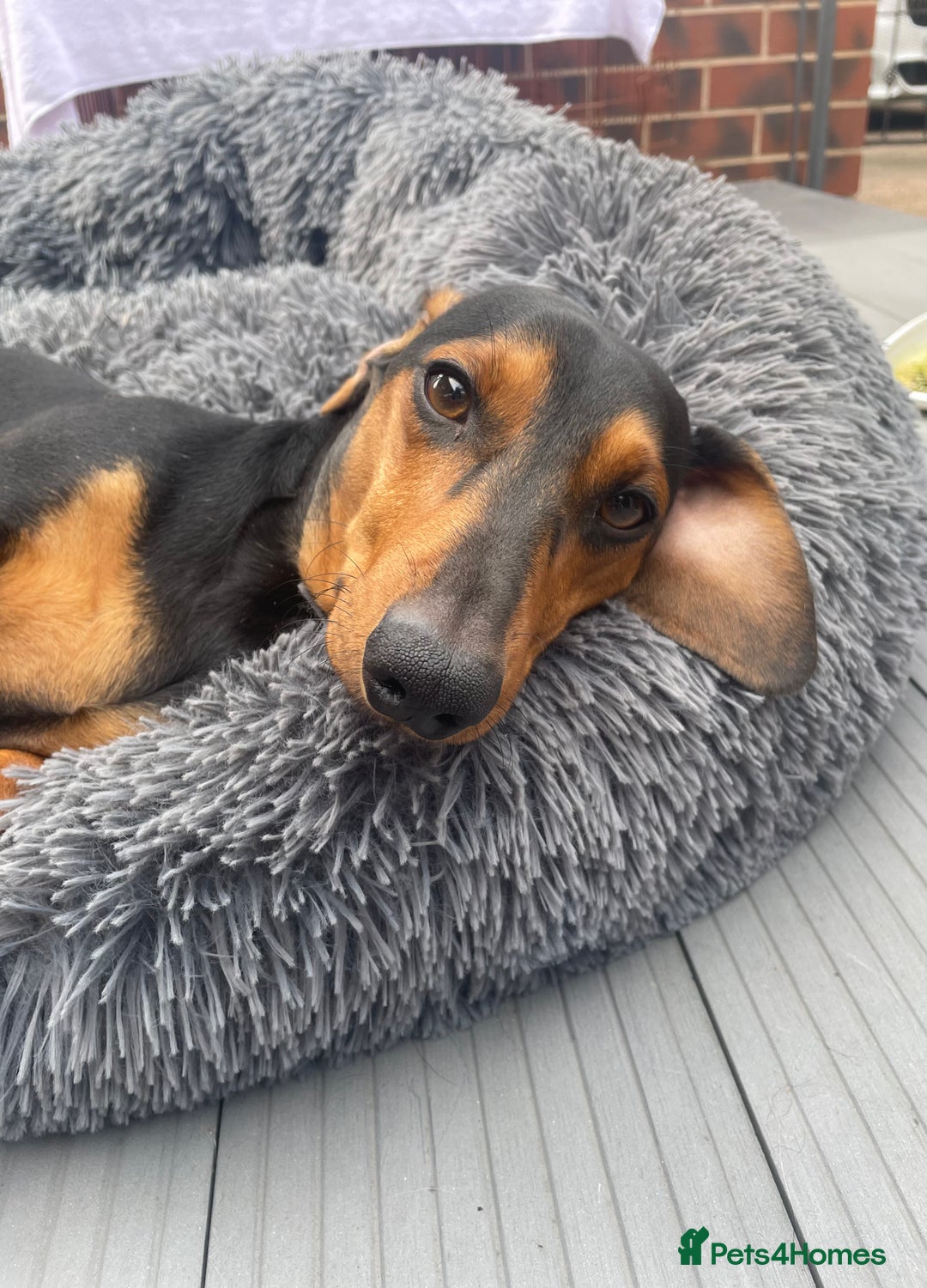 Dachshund dogs for sale: Edi looking 5*home - Image 1