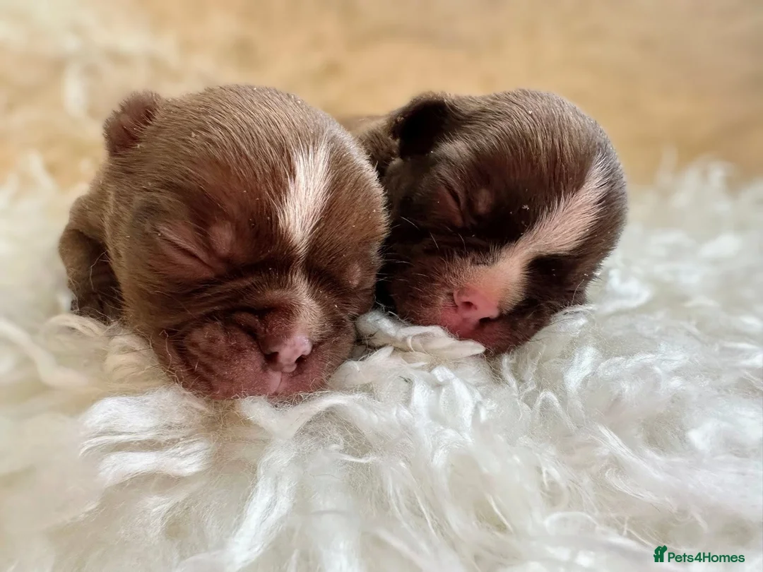 Boston Terrier dogs for sale: Boston Terrier pups  - Advert 1