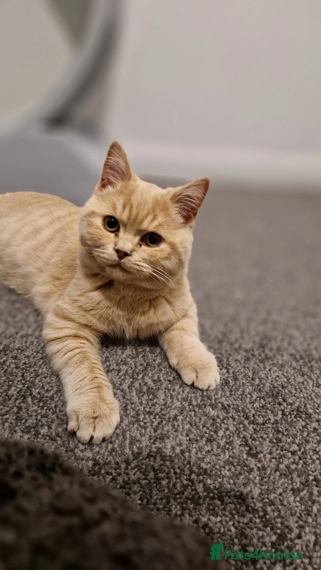 British Shorthair cats for sale: British Shorthair cream boy - Advert 2