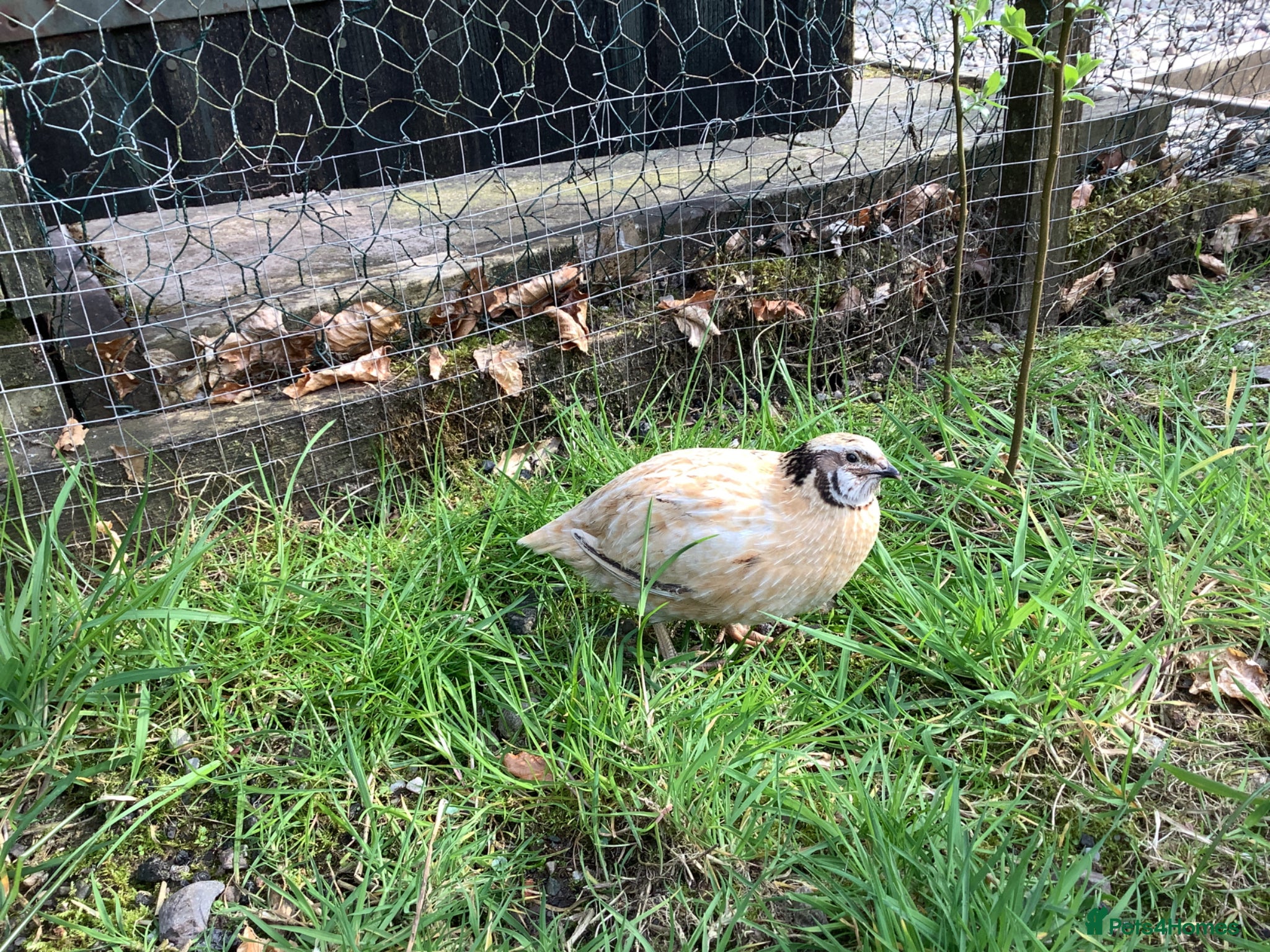 Quail poultry Male Golden Coturnix Quail - Advert 2