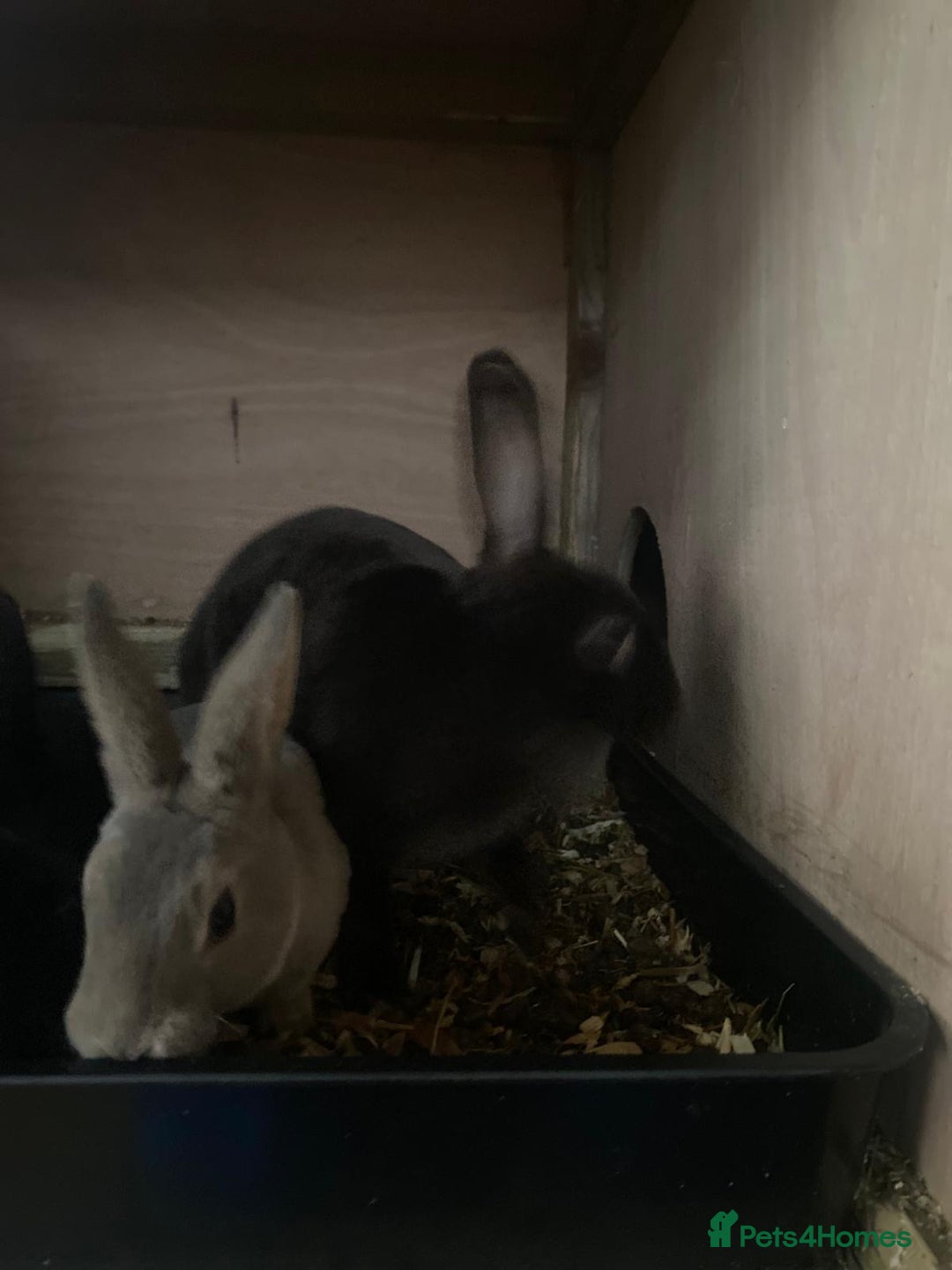 Mixed Breed rabbits for sale: Mini Rex / mini Rex cross - Advert 6